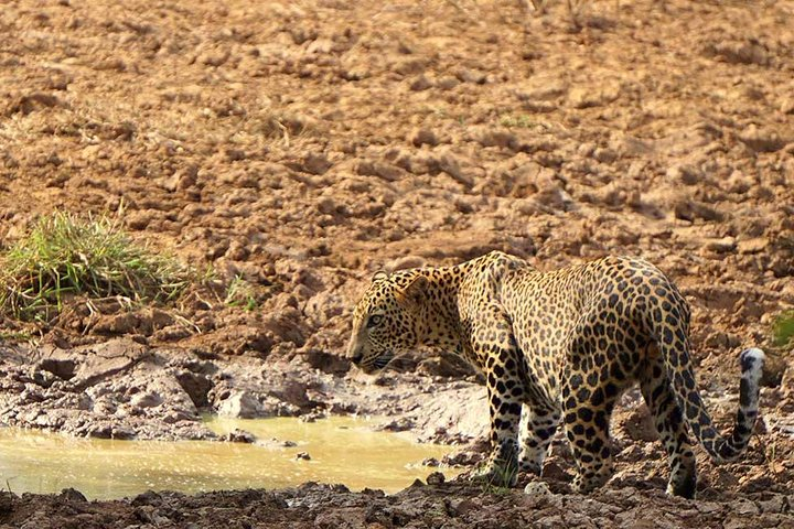 Yala National Park Leopard Safari - HALF DAY/FULL DAY TOUR - Photo 1 of 5